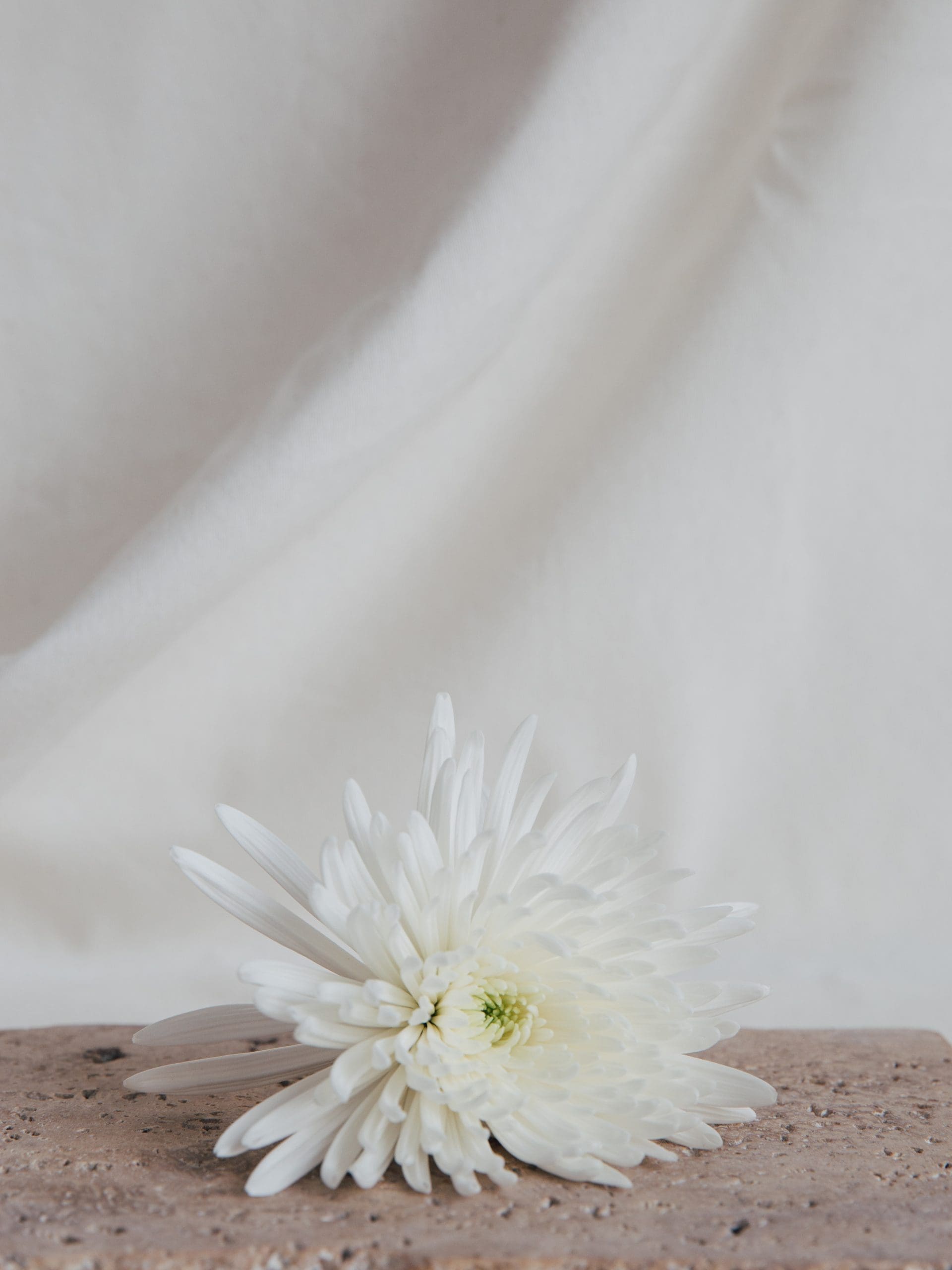 Servicio wedding planner fotografía minimalista elementos naturales