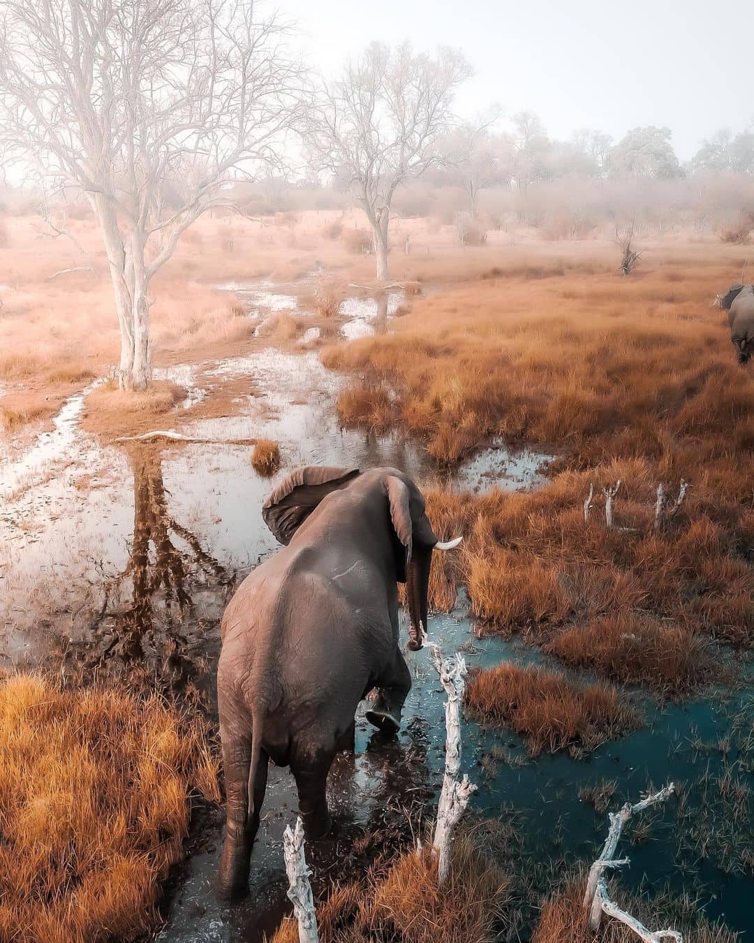 Elefante en un safari en Botswana, experiencia majestuosa para la luna de miel