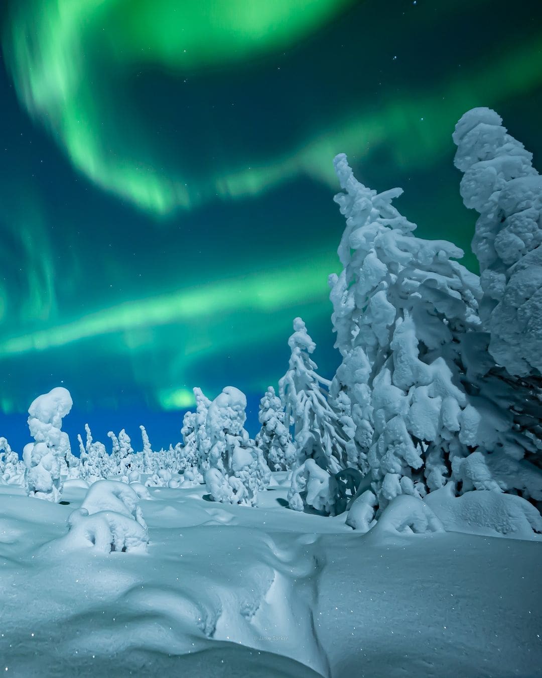Árboles nevados y aurora boreal en Laponia, un escenario mágico para la luna de miel