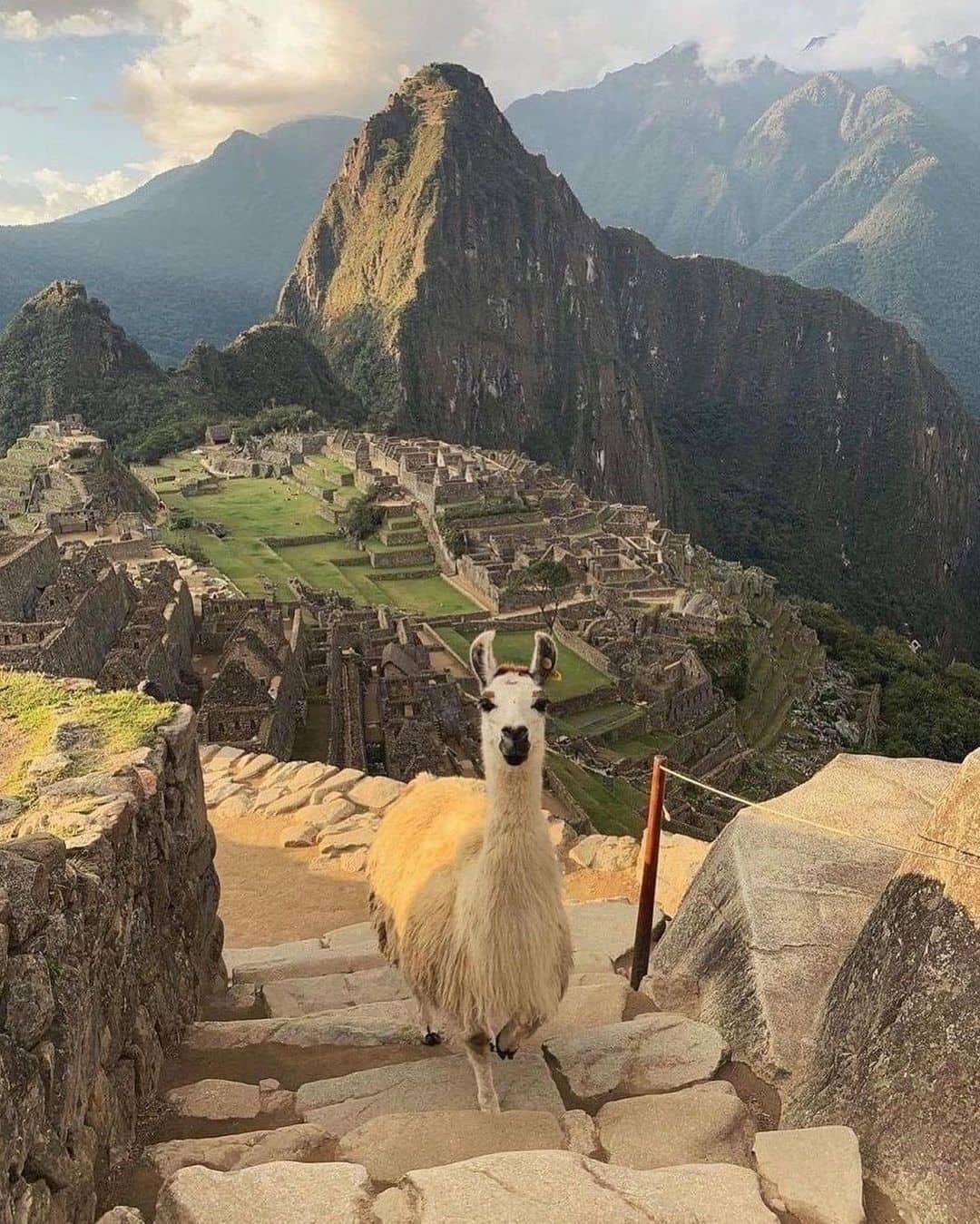 Llama subiendo una escalera en Machu Picchu durante una luna de miel aventurera