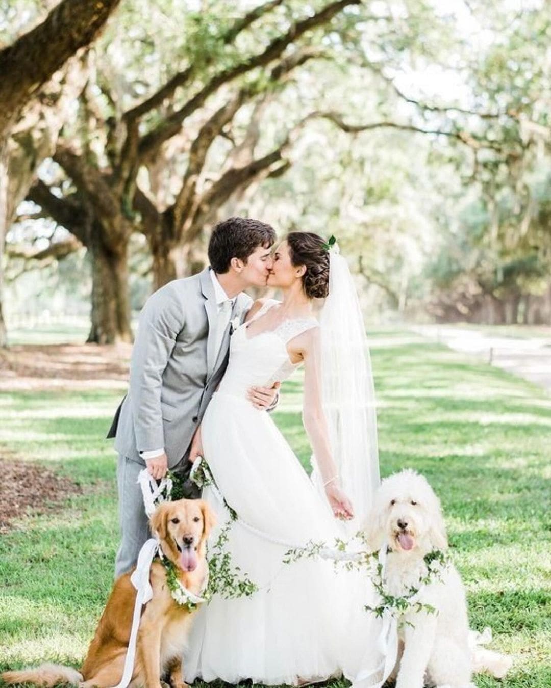 Dos perros con collares florales acompañando a sus dueños, una pareja de novios, mientras se besan en su ceremonia de boda