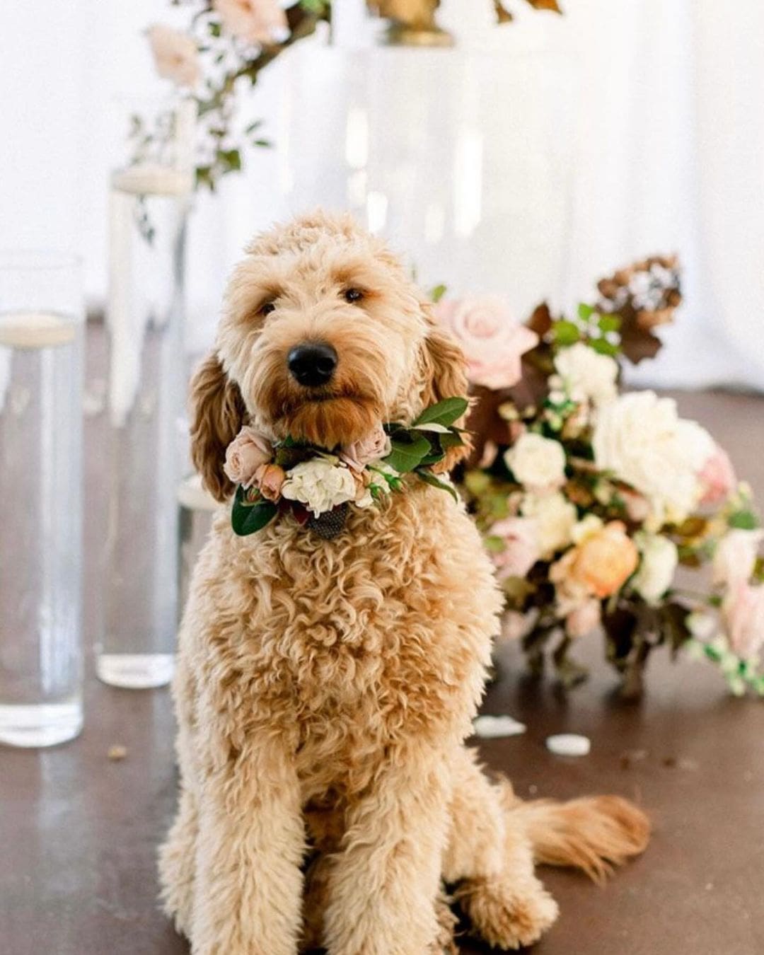 Perro con un hermoso collar de flores, listo para llevar los anillos de boda hacia el altar.