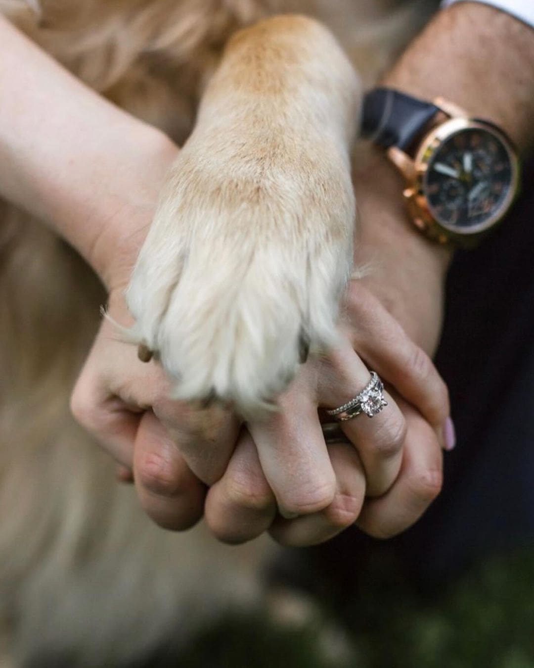 Manos de los novios entrelazadas en su boda, con la pezuña de su perro uniéndose a la conexión.