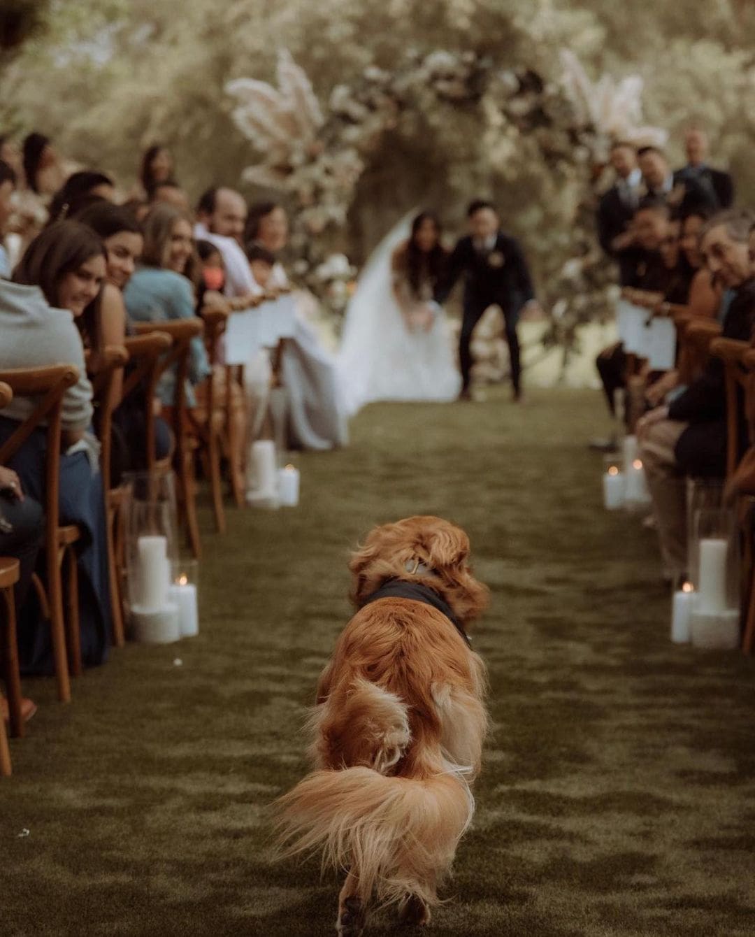Golden Retriever emocionado corriendo hacia los novios en el altar durante una boda al aire libre."